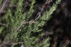 Prostanthera teretifolia