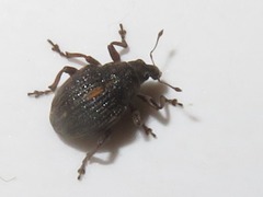 Rhinoncus leucostigma