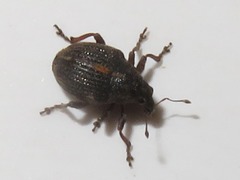 Rhinoncus leucostigma