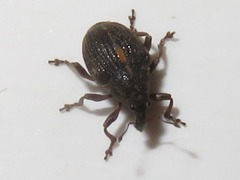 Rhinoncus leucostigma