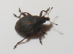 Rhinoncus leucostigma