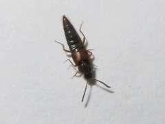 Oxypoda acuminata