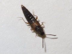 Oxypoda acuminata
