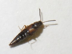 Oxypoda acuminata