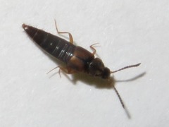 Oxypoda acuminata