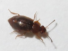 Anthobium unicolor