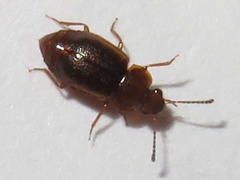 Anthobium unicolor