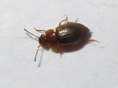 Anthobium unicolor