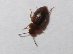 Anthobium unicolor