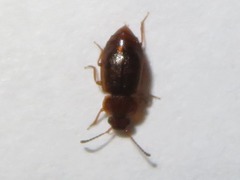 Anthobium unicolor