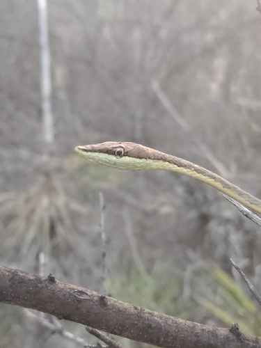 Thornscrub Vine Snake