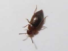 Anthobium unicolor