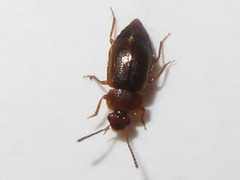 Anthobium unicolor
