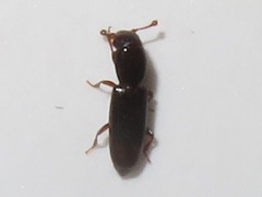 Rhizophagus bipustulatus