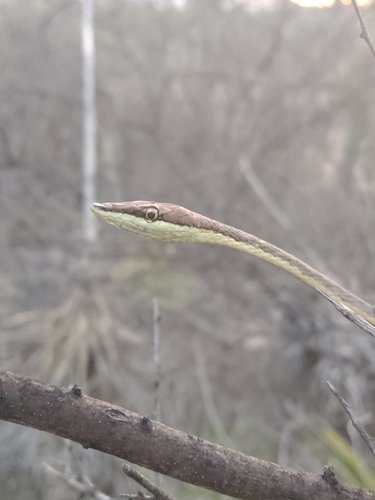 Thornscrub Vine Snake