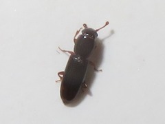 Rhizophagus bipustulatus