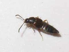 Oxypoda acuminata
