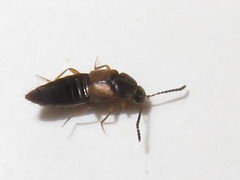 Oxypoda acuminata