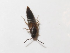 Oxypoda acuminata