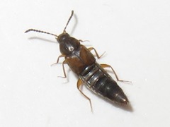 Oxypoda acuminata