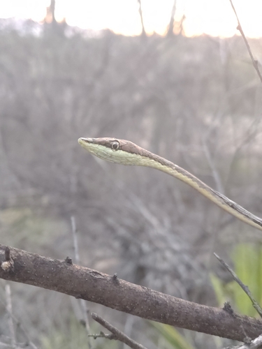 Thornscrub Vine Snake