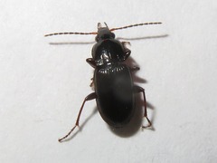 Pterostichus vernalis