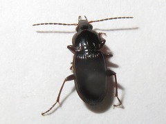 Pterostichus vernalis