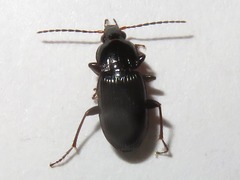 Pterostichus vernalis