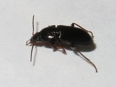 Pterostichus vernalis