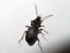 Pterostichus vernalis