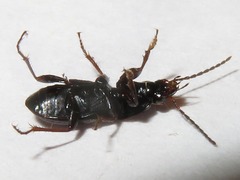 Pterostichus vernalis