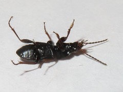 Pterostichus vernalis