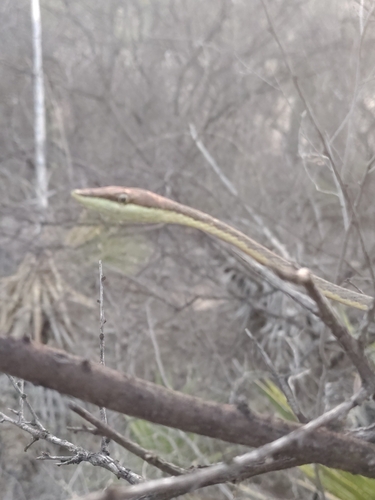 Thornscrub Vine Snake