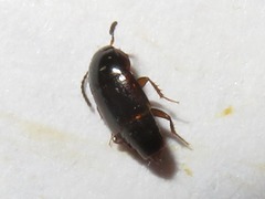 Tachinus corticinus