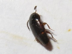 Tachinus corticinus
