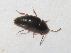 Tachinus corticinus