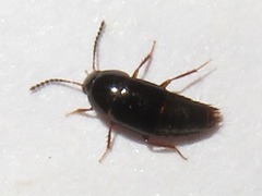 Tachinus corticinus