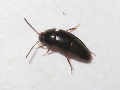 Tachinus corticinus