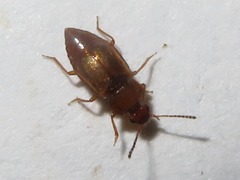 Anthobium unicolor