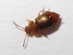 Anthobium unicolor