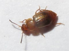 Anthobium unicolor
