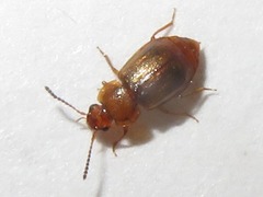 Anthobium unicolor