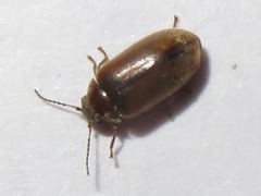 Contacyphon laevipennis