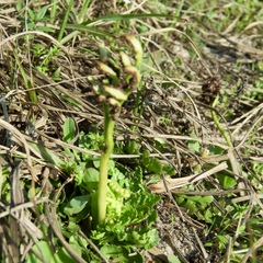 Sceptridium lunarioides