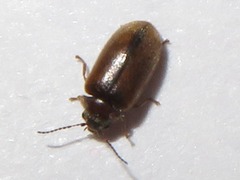 Contacyphon laevipennis