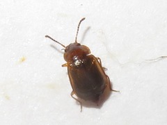 Anthobium unicolor