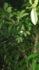 Gasteracantha cancriformis