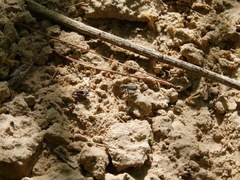 Cicindela repanda repanda