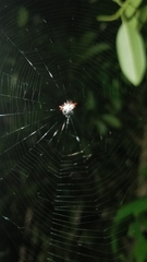 Gasteracantha cancriformis