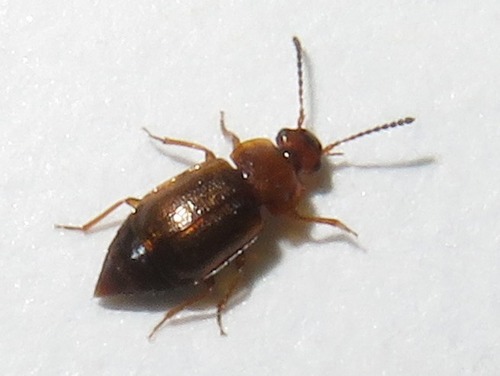 Anthobium unicolor, Leidschendam, Nederland, photo 8 of 10